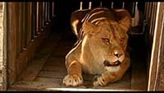 Подержанные львы / Secondhand Lions (2003)